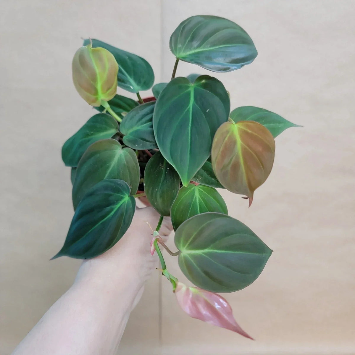 Philodendron Micans 4" Potted Plant - Velvet Green Heart-Shaped Leaves - Philodendron hederaceum var. micans - Indoor Houseplant