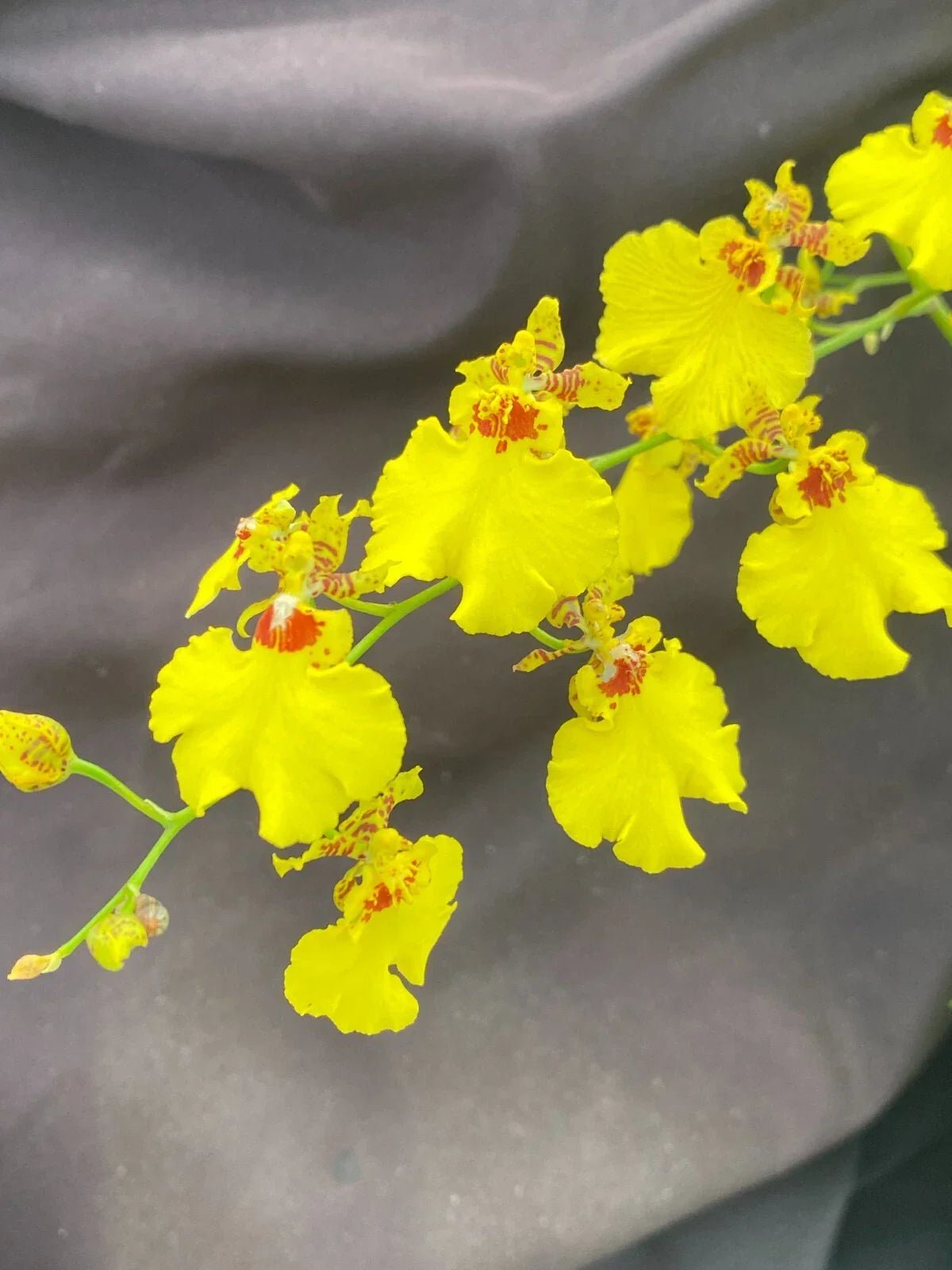 Dancing Lady Orchid Plant 2.5" Pot Oncidesa Gower Ramsey Vibrant Blooms Easy Care Indoor Plant