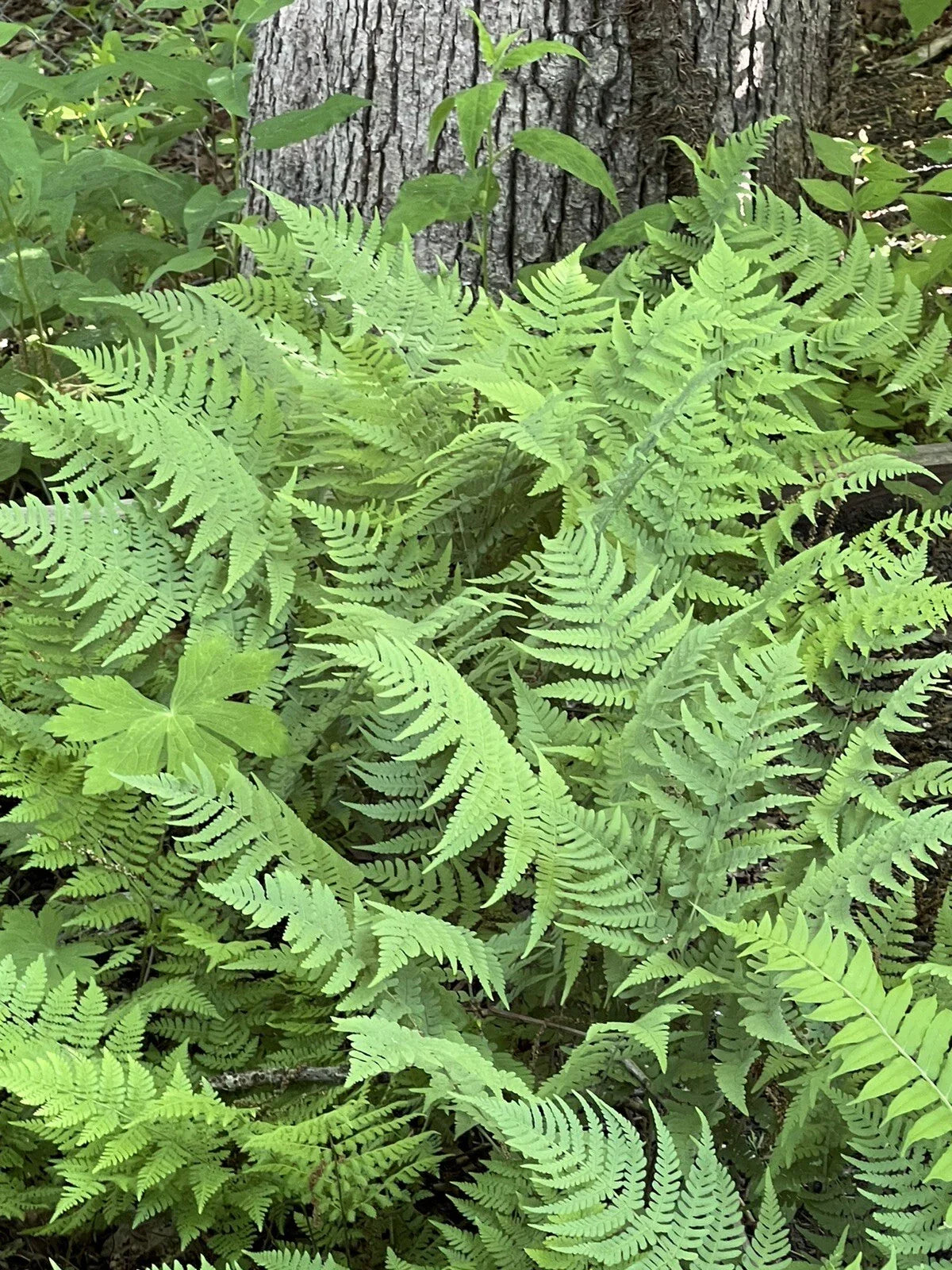 Leatherwood Fern 3-Pack Bare Root Premium Native Woodland Ferns Gleichenia dicarpa for Gardens and Landscaping