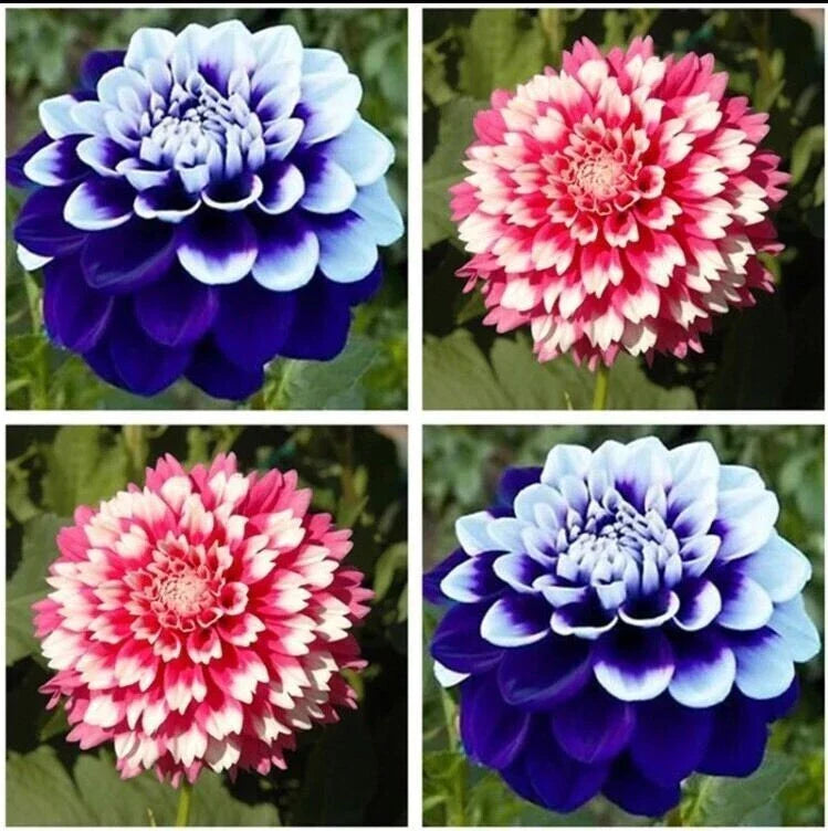 Dahlia Seeds 20pcs - Vibrant Colors Perennial Flowers - Dahlia pinnata - USA Seller