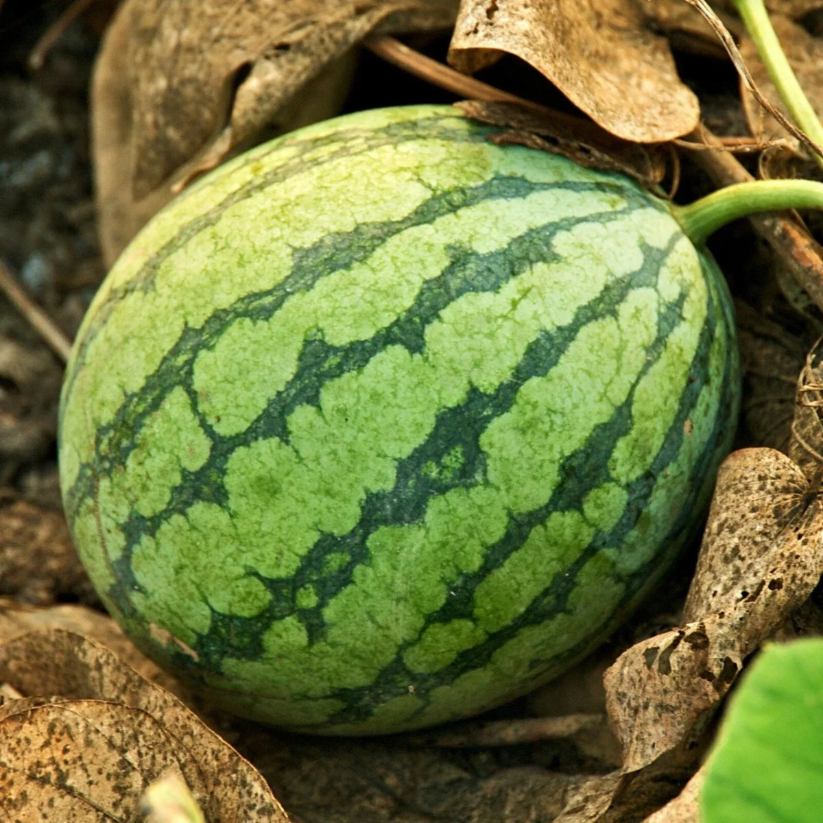 Crimson Sweet Watermelon Seeds | Packet of 25 | Juicy Red Fruit | Citrullus lanatus | Sugar Sweet Gardening Seeds