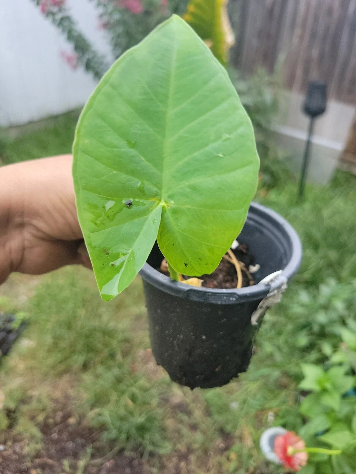 Colocasia gigantea Thai Elephant Ear Plant - Organic Starter - Huge Green Leaves - Indoor/Outdoor - USA Grown