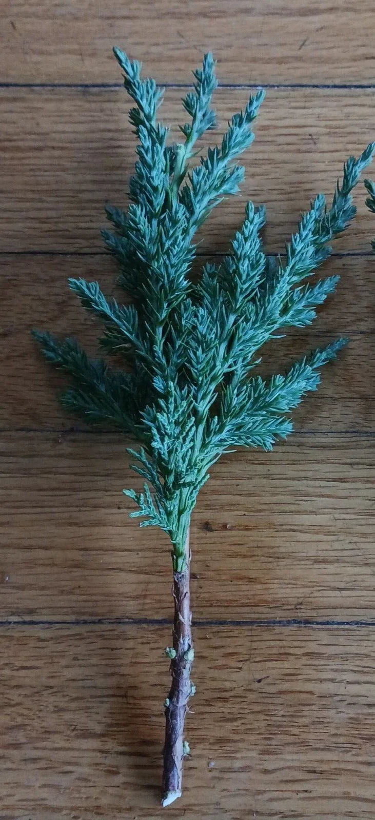 Pre Bonsai Juniper Cuttings - 10 Pack - Green Mound Juniper - Juniperus chinensis - 6 to 8 Inches for Bonsai Cultivation
