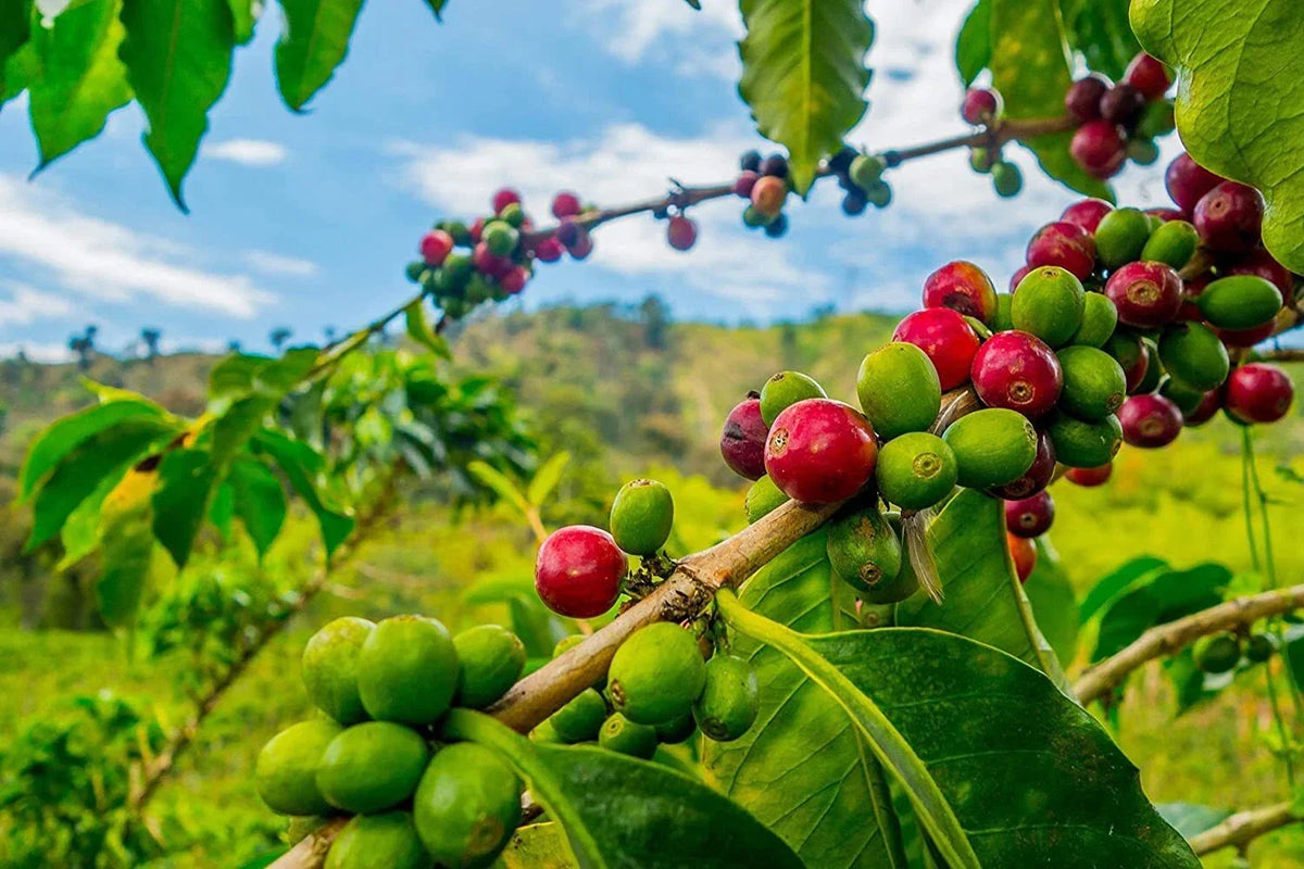 Arabica Coffee Tree Seeds - 5 Seeds - Coffea arabica - Indoor Exotic Houseplant for Gardening