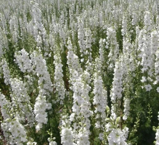 Delphinium Seeds 200 Count White King Larkspur Non-GMO Delphinium elatum for Cut Flowers and Floral Design