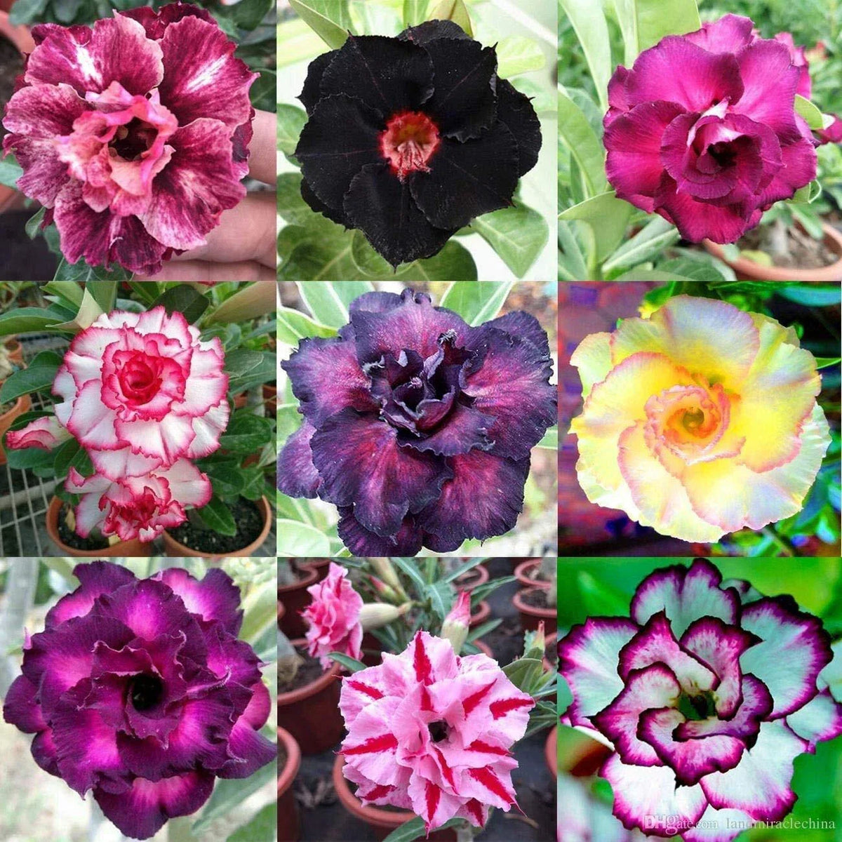 Mixed Color Desert Rose Seeds | 10 Seeds | Adenium Obesum | Easy to Grow Drought-Tolerant Flower Seeds