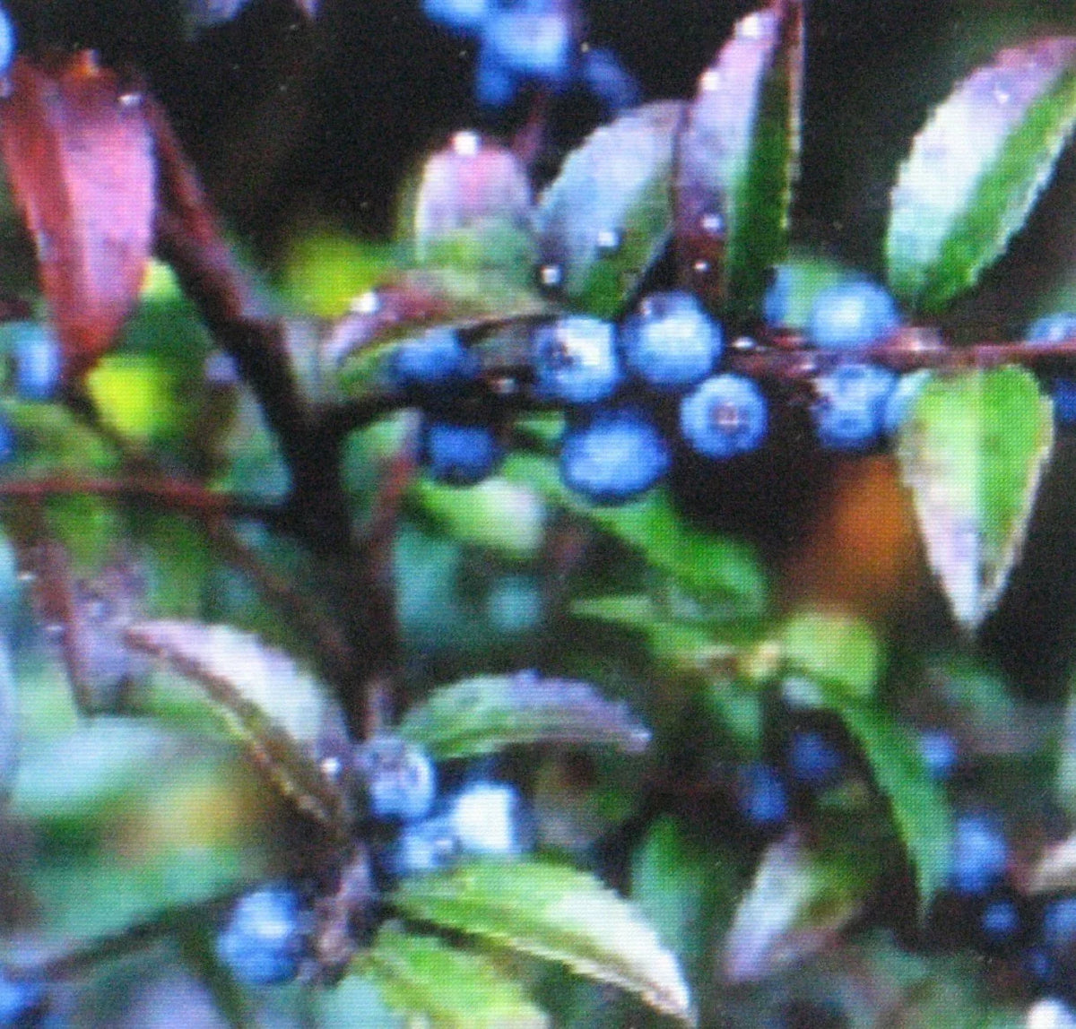 Huckleberry Seeds - 1000 Bulk Seeds - Sweet Medicinal Variety - Vaccinium myrtillus - Ideal for Home Gardens and Small Farms
