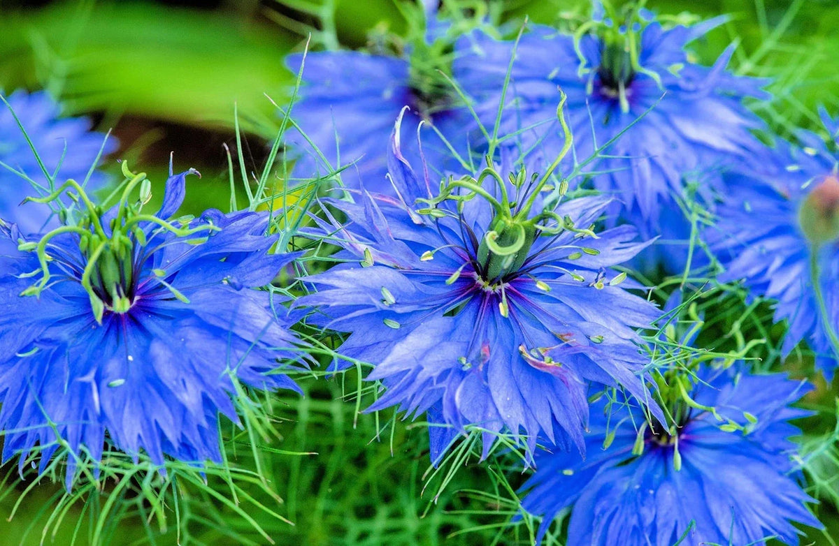 Love in a Mist Flower Seeds 500 Count - Blue & White Varieties, Nigella damascena, Easy to Grow Annual Garden Seeds