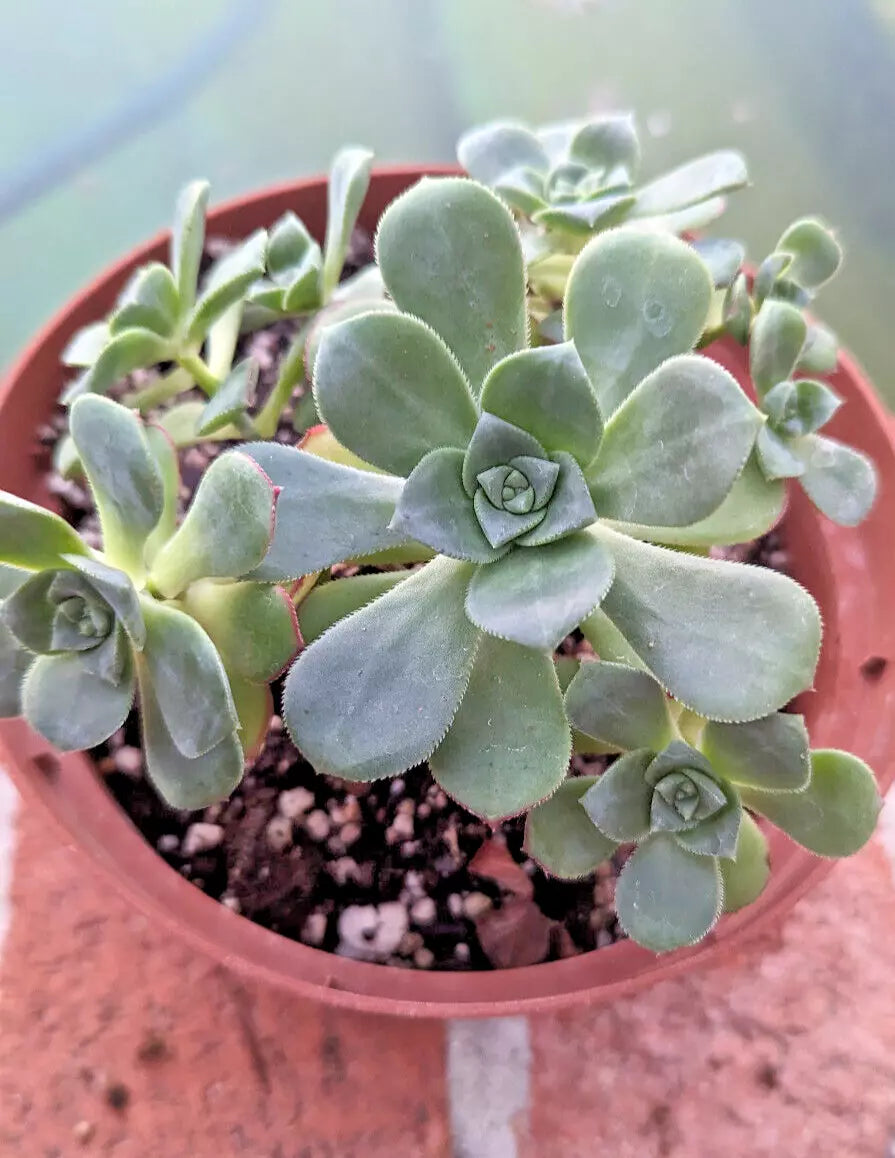 Aeonium Haworthii Potted Plant - 6" Diameter Succulent - Mature 4 Years Old - Compact Green Rosettes - Low Maintenance
