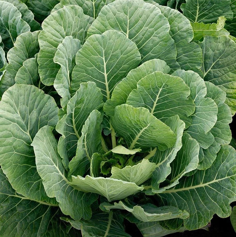 Collard Greens Seeds - 1000+ Count - Georgia Southern - Brassica oleracea - Ideal for 2025 Planting USA