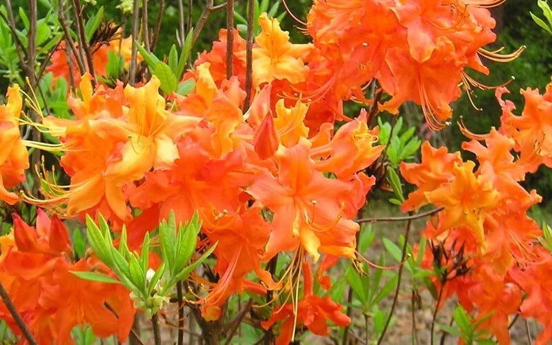 Aromi Azalea Plant - Frontier Gold Rhododendron Hybrid - Well Rooted - Dormant - Ideal for Gardens - Yellow Flowers