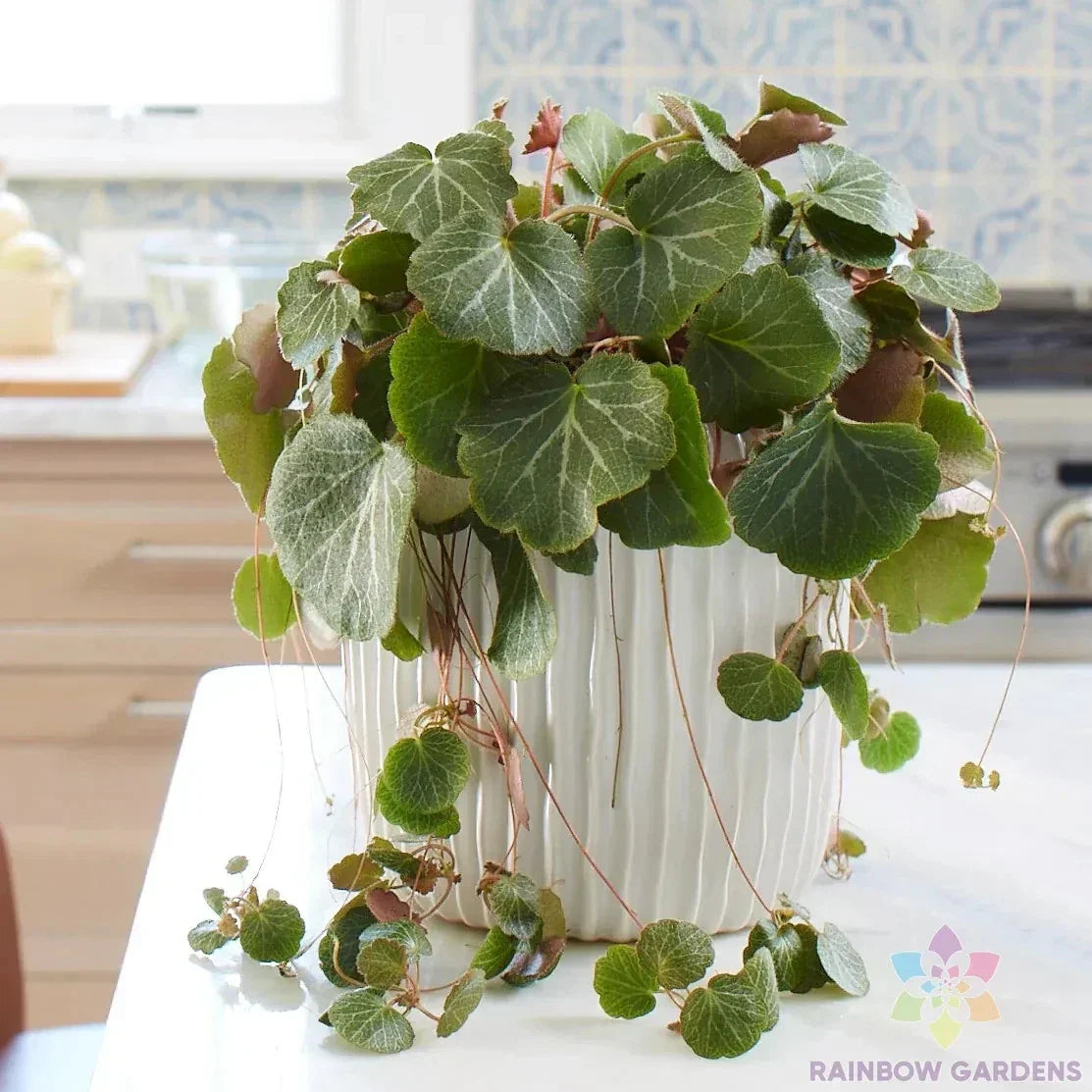 Pink Clerodendrum Cuttings with Roots - 3 Count - Clerodendrum thomsoniae - Vibrant Indoor Plant for Garden Decor