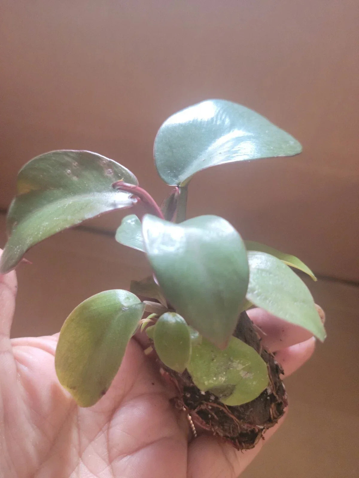 Live Potted Plant 2" Philodendron "Black Cardinal" - Philodendron 'Black Cardinal' - Indoor Houseplant, Dark Foliage, Low Maintenance