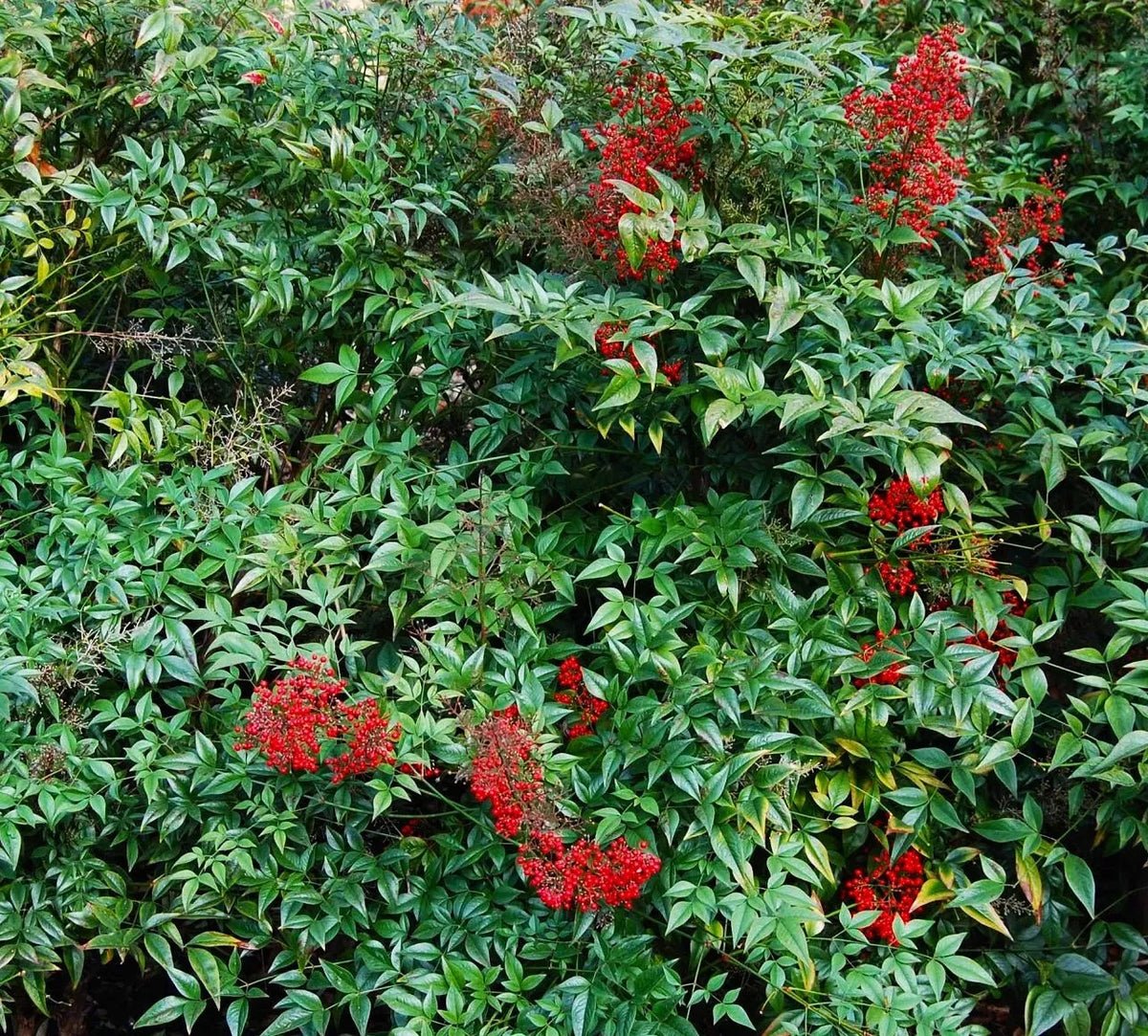 Heavenly Bamboo Shrub 3-Pack 3"-6" Nandina Domestica Live Plants - Chinese Sacred Bamboo Seedlings for Garden Decor