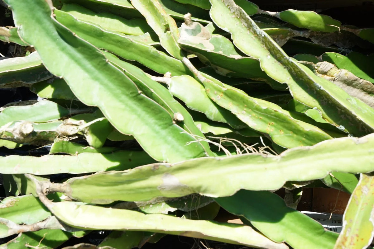 Cereus Cactus Orchid Cuttings 4 Pack 6''-12'' Night Blooming Epiphyllum Oxypetalum for Indoor Garden