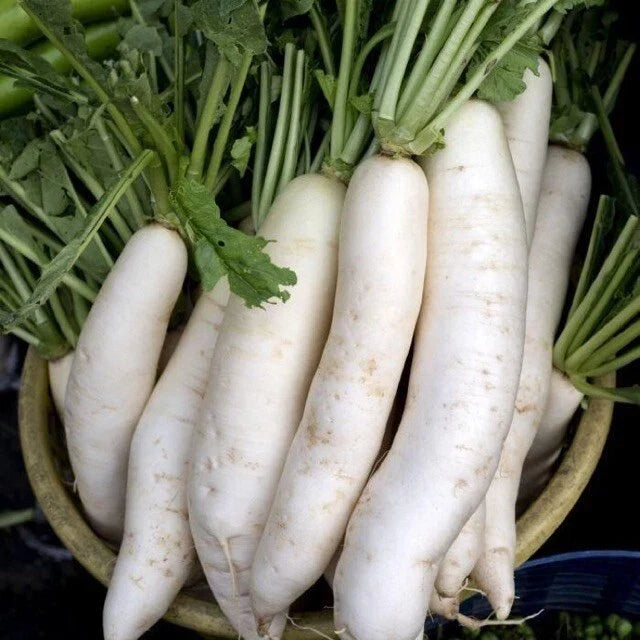 China White Radish Seeds - 100 Non-GMO Seeds - Raphanus sativus - Fast-Growing Crunchy Radishes for Home Gardening