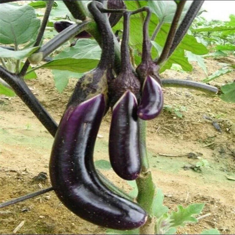 Organic Black Eggplant Seeds - 50 Pcs Heirloom Vegetable for Garden Planting, Solanum melongena - Non-GMO, High Germination Rate
