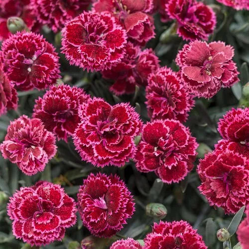 Black Cherry Carnation Seeds - 100 Perennial Dianthus caryophyllus - Dark Red Blooms for Garden Planting