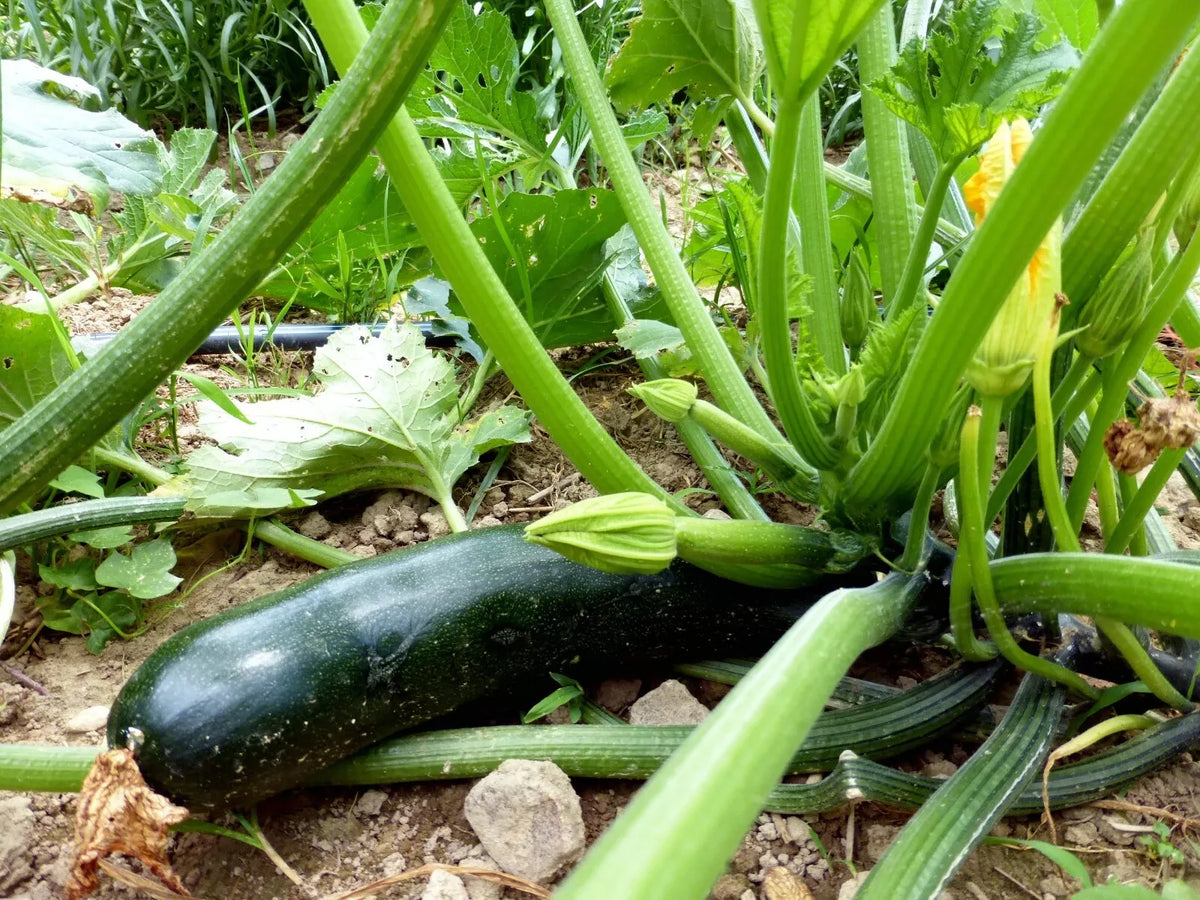 Black Beauty Zucchini Seeds 1/4 LB, Non-GMO Summer Squash, Cucurbita pepo, Heirloom Variety for Home Gardening