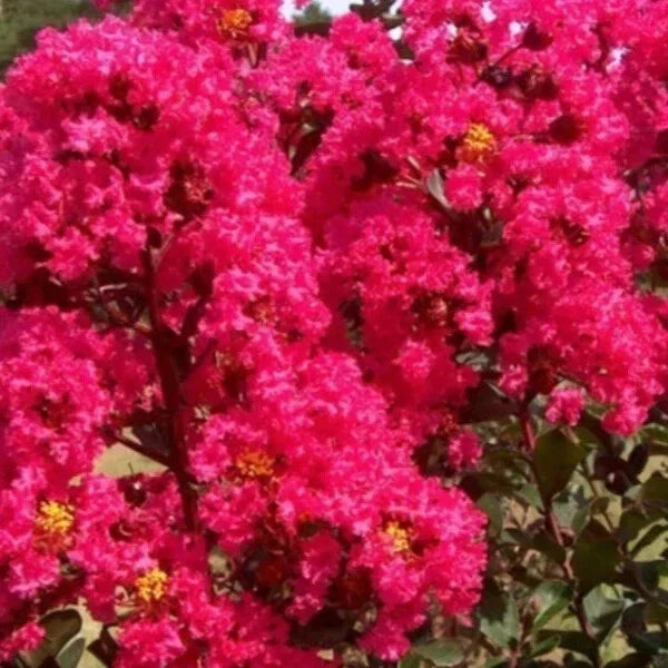 Crape Myrtle Cuttings 8 Heirloom Deep Rich Pink Lagerstroemia indica for Garden Propagation, Pollinator Friendly, Drought Tolerant