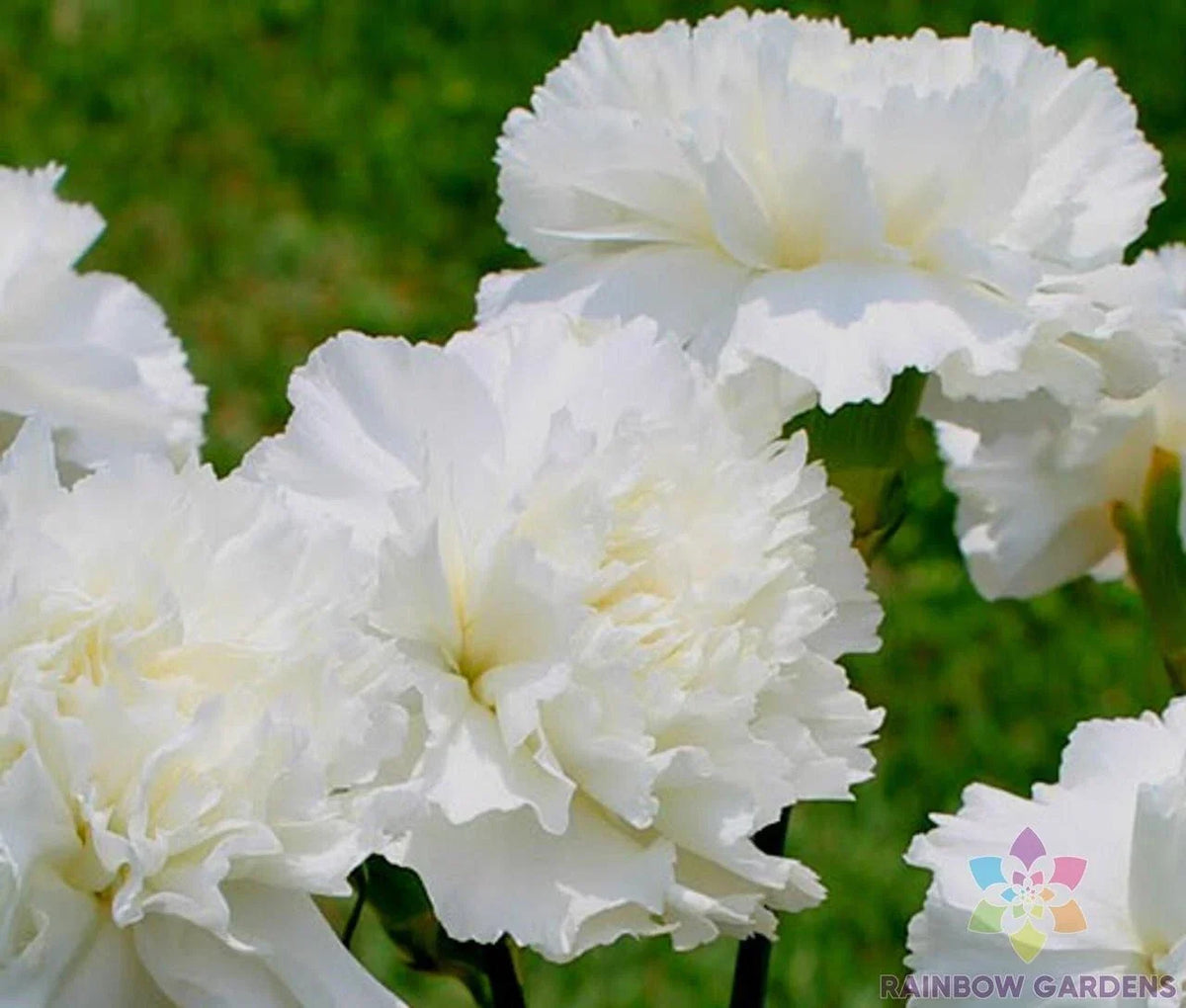 Carnation Seeds 200+ Count White Grenadin Dianthus caryophyllus Non-GMO Garden Planting USA