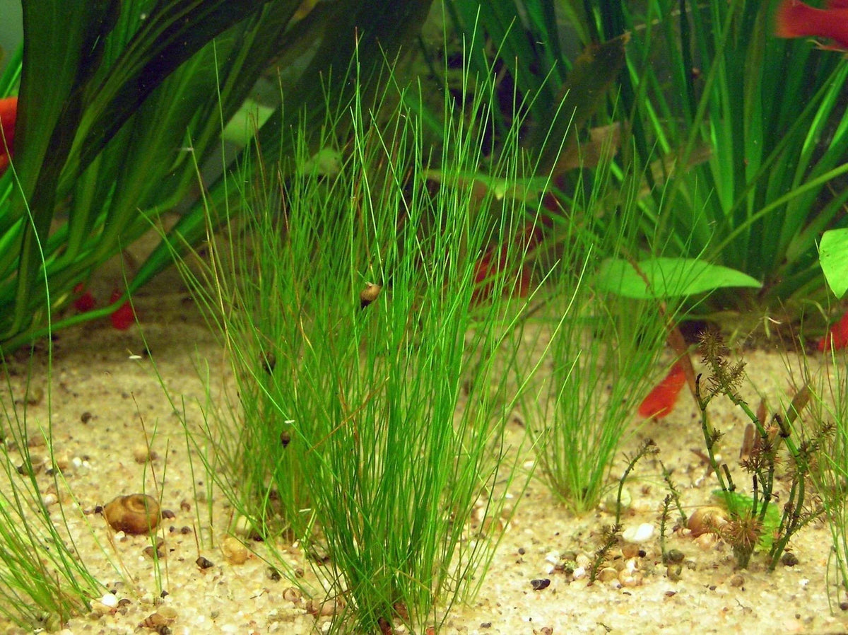 Dwarf Hairgrass Portion with Heat Pack - Eleocharis Parvula - Live Aquarium Plant for Aquascaping and Fish Tanks