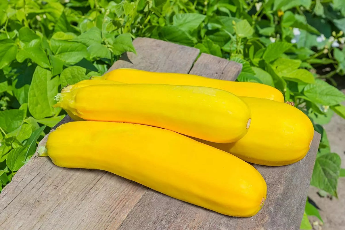 50 Summer Squash Seeds for Planting, Nutritious Varieties, Cucurbita pepo, Easy to Grow, Ideal for Home Gardens
