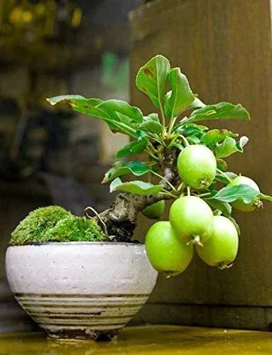 Guava Fruit Bonsai Tree Seeds - 20 Pack - Exotic Tropical Plant - Psidium guajava - Indoor/Outdoor Gardening