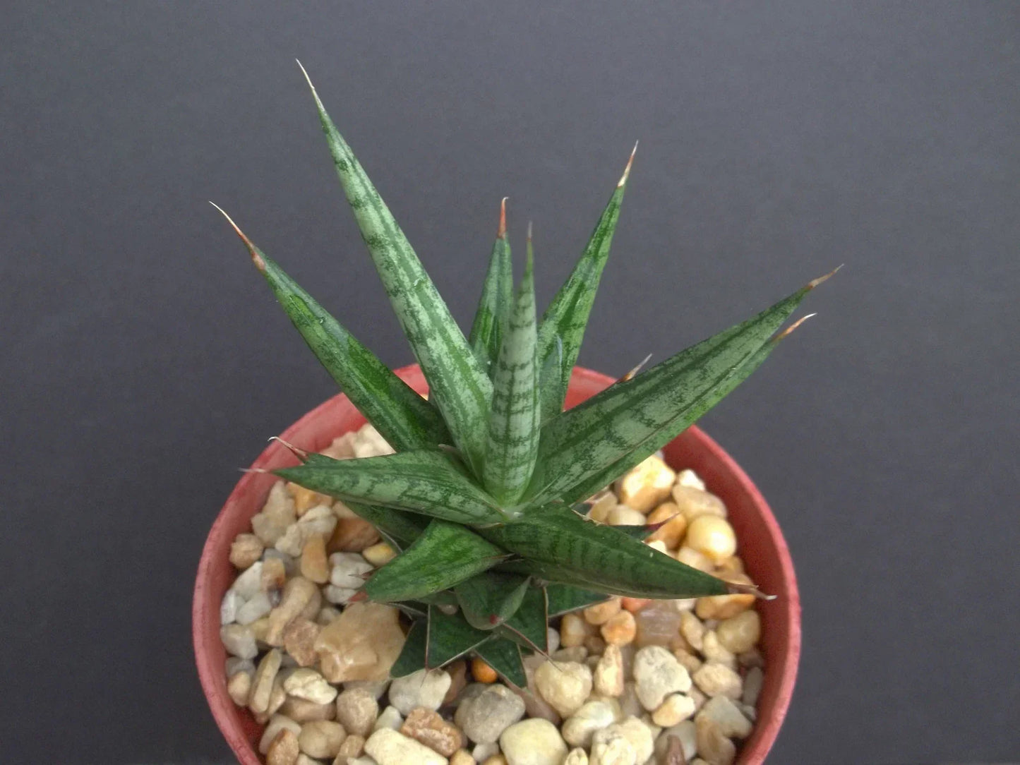 Sansevieria Francisii Plant 4" Pot | Rare Exotic Succulent | Snake Plant | Sansevieria trifasciata 'Francisii'