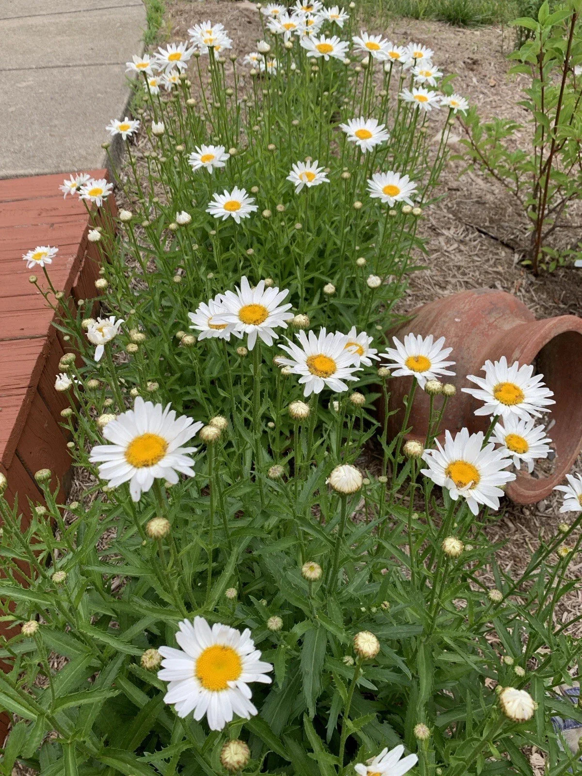 Shasta Daisy Plant Bare Root 1pc White Flower Leucanthemum Superbum Perennial Garden Bloom