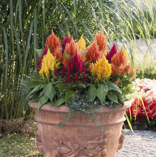 Celosia Seeds Mix, 200 Non-GMO Seeds, Lilliput Kewpie Dwarf Variety, Celosia argentea var. plumosa, Vibrant Colors for Borders & Containers