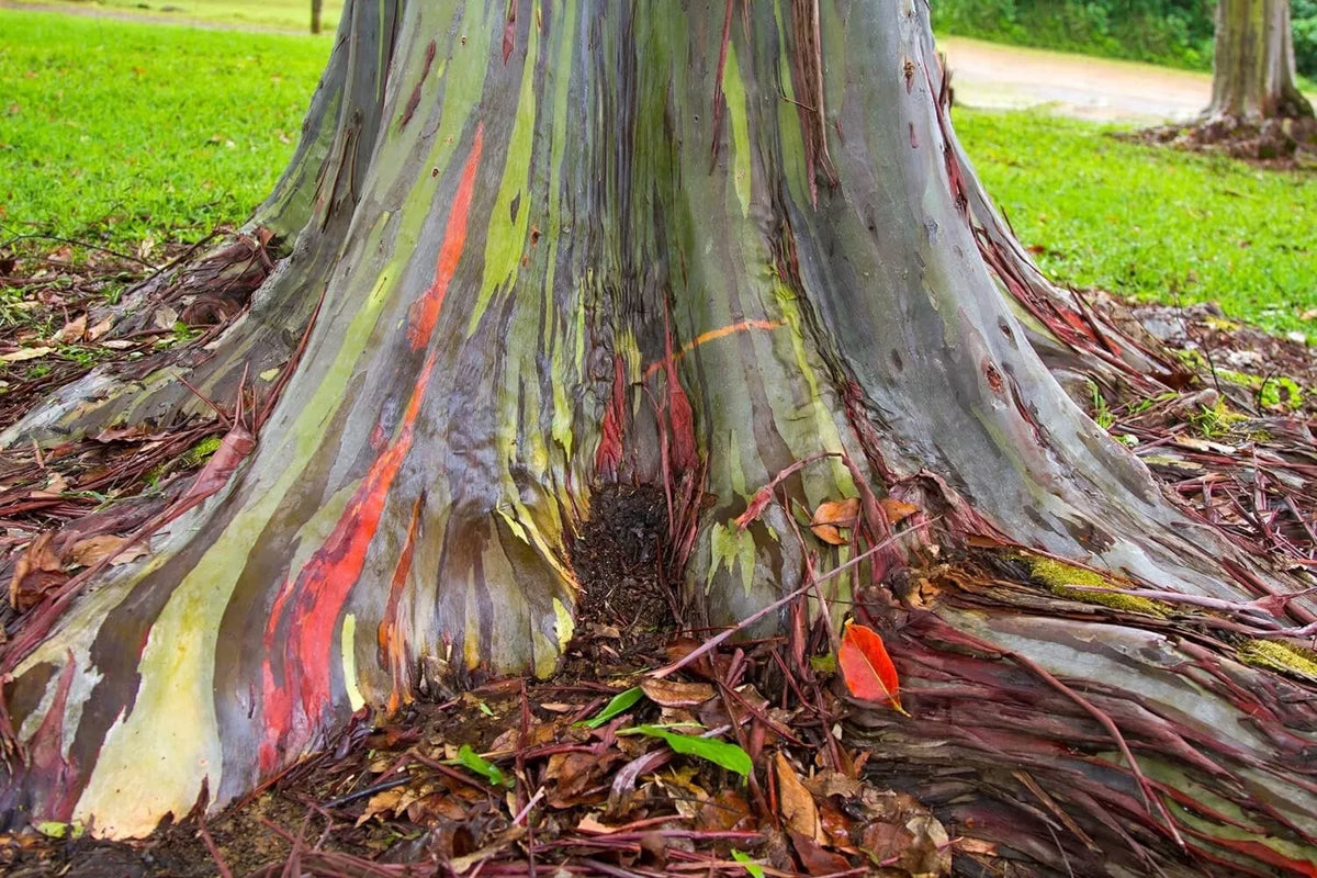 Rainbow Eucalyptus Tree Seeds - Eucalyptus deglupta - Colorful Bark - Unique Ornamental Tree - Tropical Garden Planting