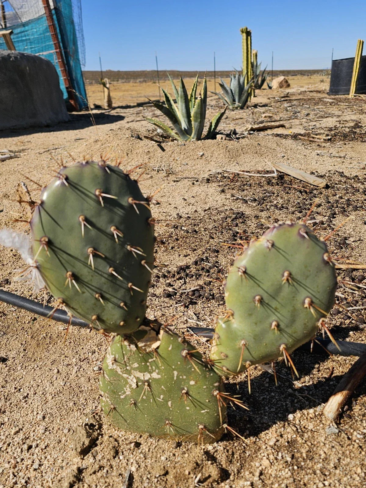Coastal Prickly Pear Cactus - 2 Pads, Drought-Tolerant Opuntia Littoralis, Ideal for Gardens and Containers, Low-Water Succulent