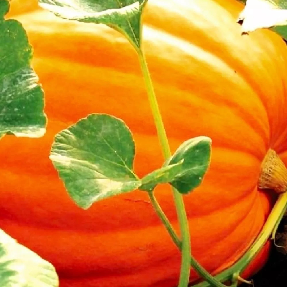 Big Max Pumpkin Seeds | 10 Seeds | NON-GMO Heirloom | Cucurbita maxima | Ideal for Carving & Decorating