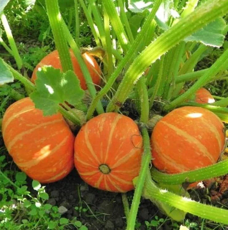 Orange Cutie Squash Seeds - 10 Seeds - Cucurbita pepo - Easy to Grow for Home Gardening - Vibrant Orange Color