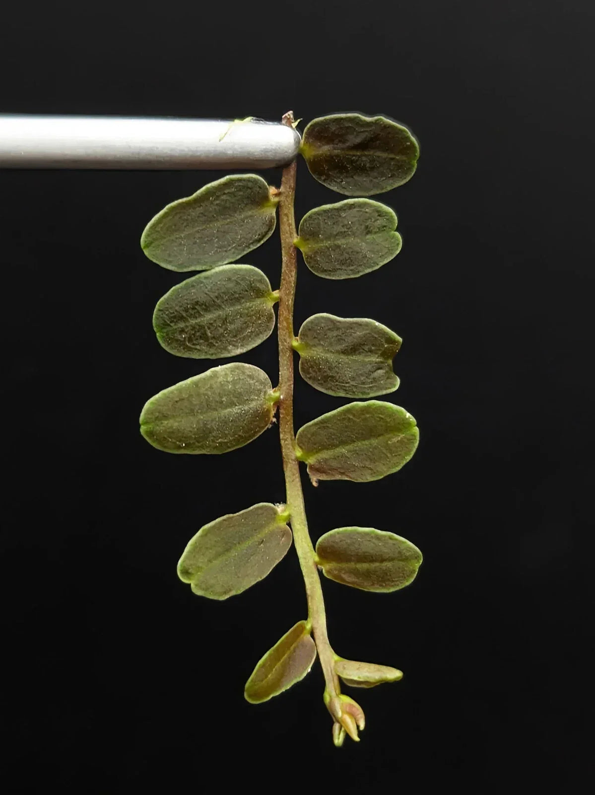 Marcgravia sp. Lime Condor Cutting | 10-Leaf Tropical Houseplant | Unique Indoor Plant from Peru
