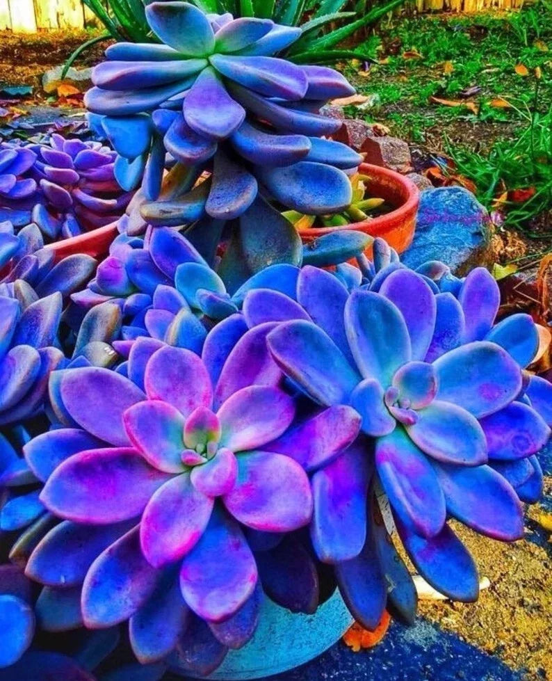 Blue Succulent Seeds Pack, 100 Pcs, Witchford Lithops, Easy Care Indoor Gardening, Lithops spp.