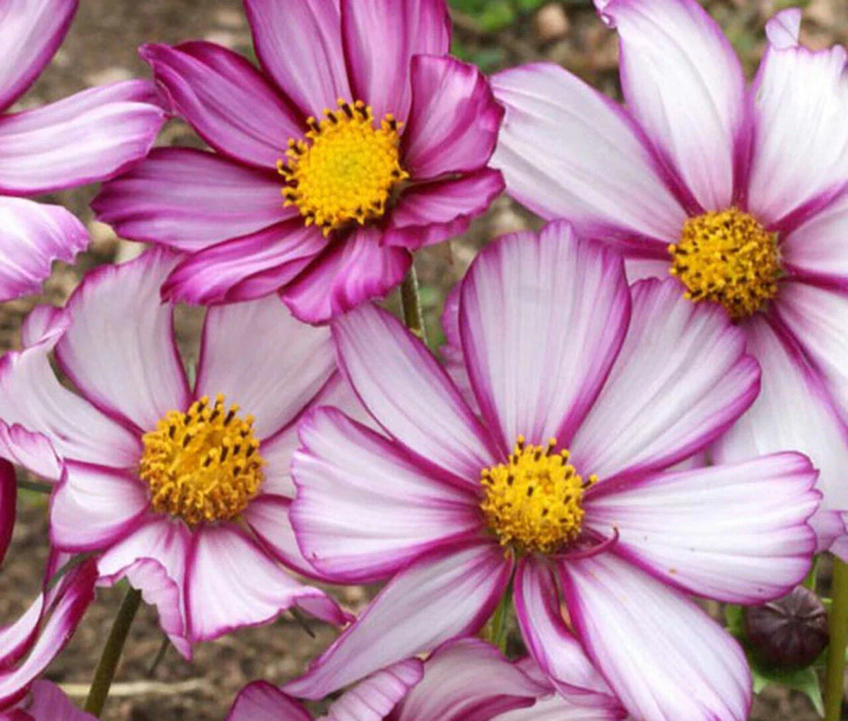 Cosmos Candy Stripe Seeds - 175 Annual Flower Seeds - Pink and White Striped Blooms - Cosmos bipinnatus