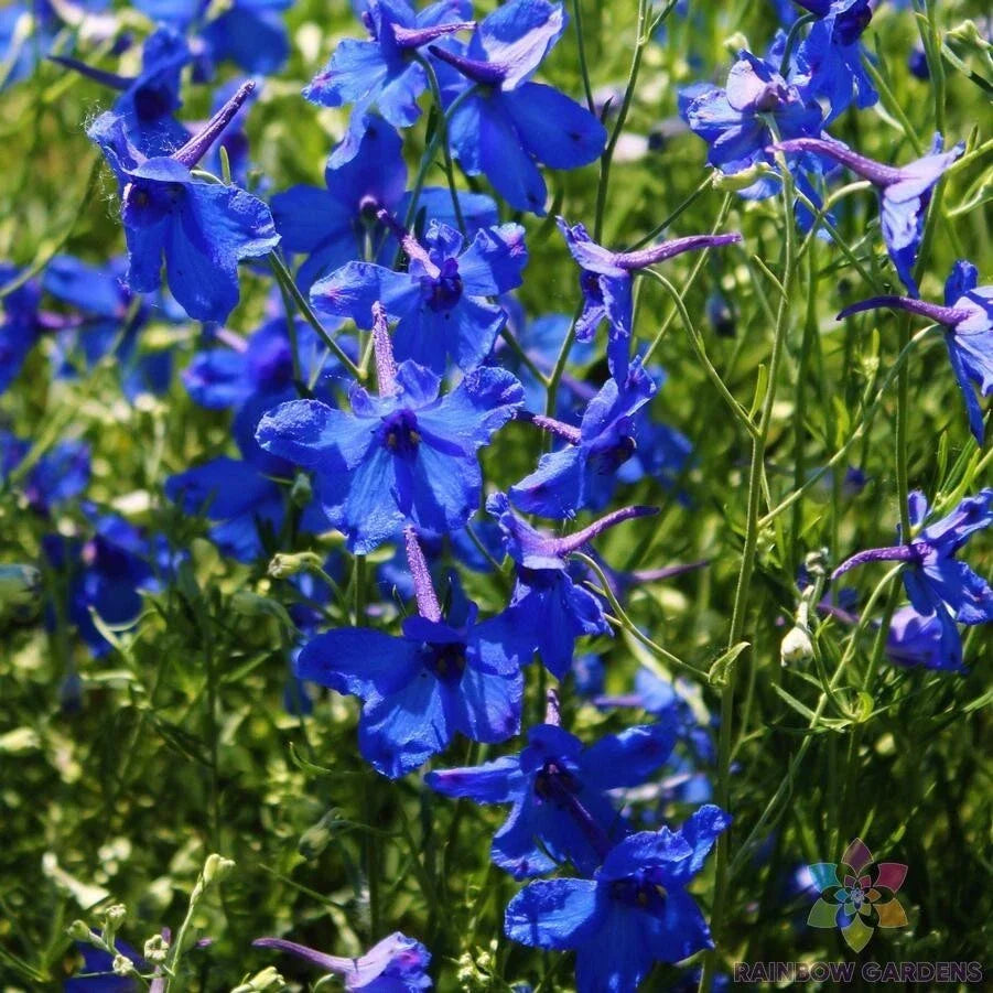 Blue Butterfly Delphinium Seeds - 200+ Count - Delphinium elatum - USA Grown Garden Flower Seeds