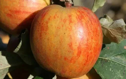 Ribston Pippin Apple Seeds - 25+ Pack - Malus domestica - Heirloom Fruit Seeds for Home Garden Planting