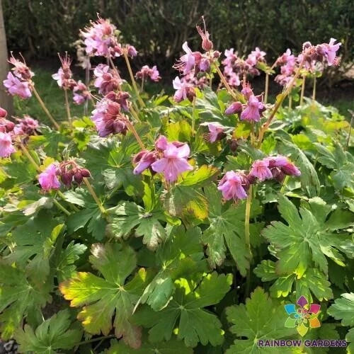 25+ Geranium Seeds - Ingwersen's Variety - Pelargonium x hortorum - Perennial Flower Seeds for Garden - USA Shipping