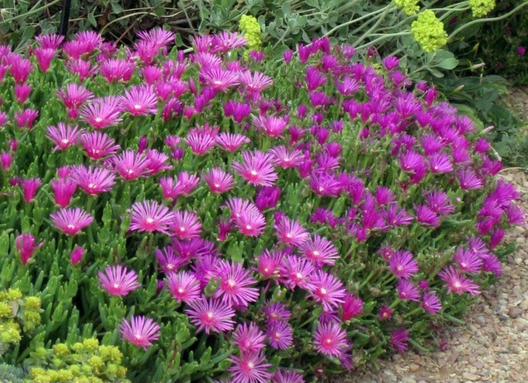 Magenta Coopers Hardy Ice Plant - Bare Root Ground Cover - Delosperma Cooperi - 5 Roots for Vibrant Garden Color