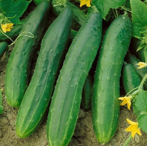 Cucumber Seeds - Heirloom Straight Eight - Non-GMO - High Yield - Cucumis sativus - 25 to 400 Seeds Available