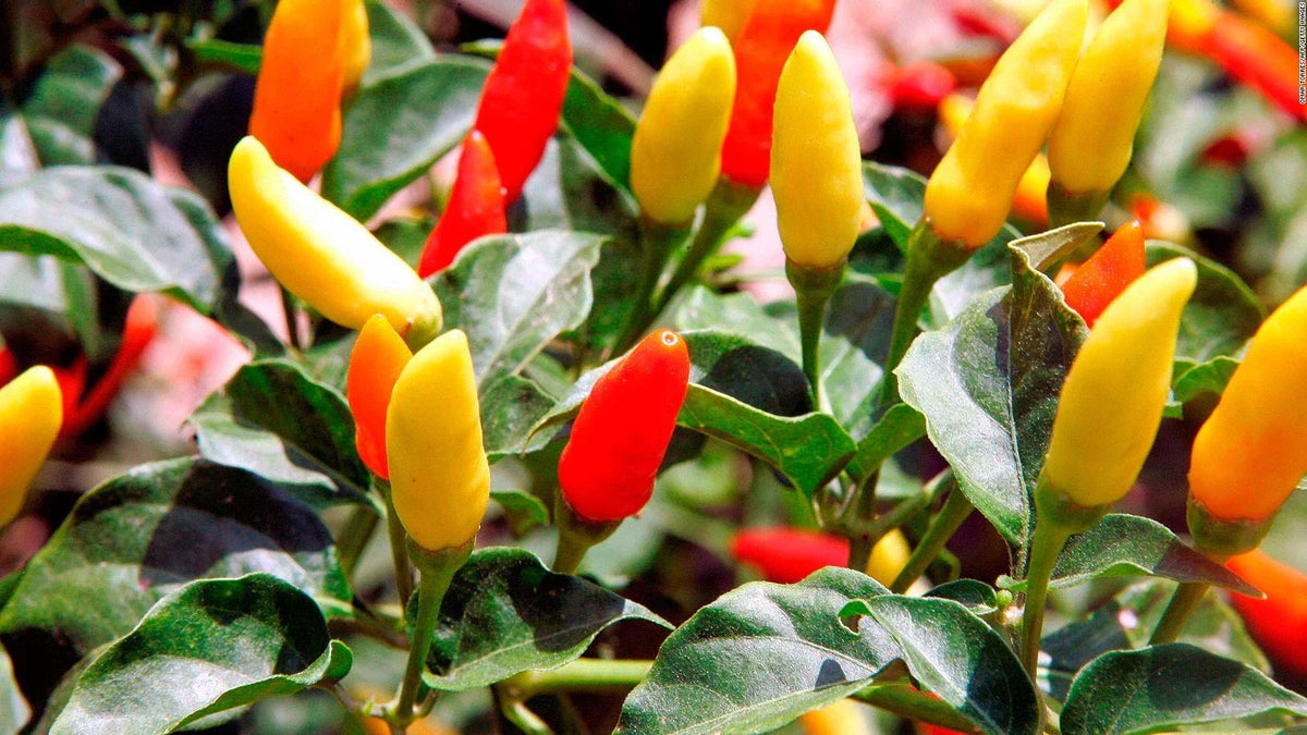 Tabasco Pepper Seeds - Non-GMO Hot Chili Pepper - Capsicum frutescens - Compact Growth - Variety Sizes Available