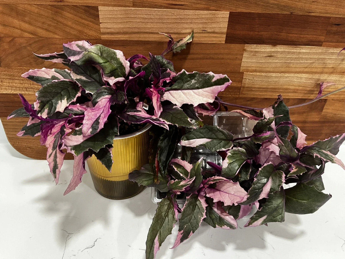 Variegated Purple Passion Plant 4-Inch Pot Gynura aurantiaca Unique Colorful Foliage Indoor Houseplant