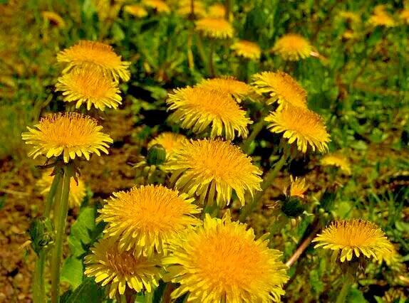 Dandelion Seeds - 1000 Count - Yellow Daisy Herb - Taraxacum officinale - Easy to Grow, Edible, Low Maintenance