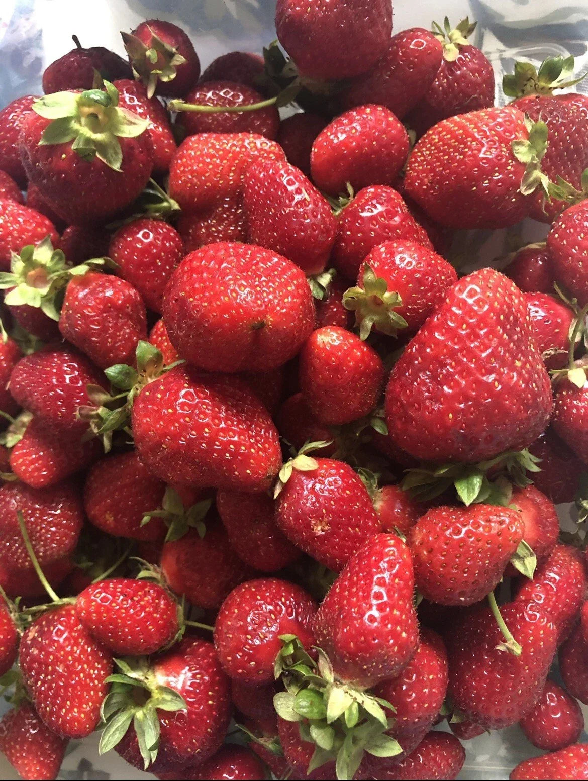 Organic Strawberry Seeds - Non-GMO Sweet Berries - Fragaria × ananassa - Homegrown Edible Garden - USA - 20 Seeds