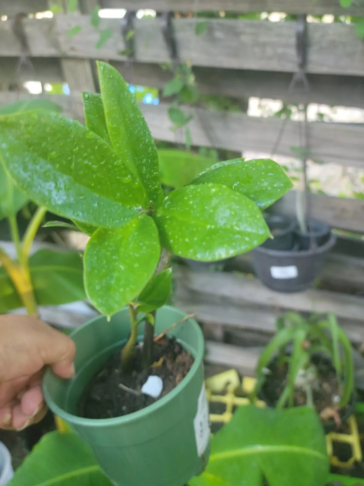 Raven ZZ Plant 4" Pot, Low Light Indoor Houseplant, Air Purifying, Zamioculcas zamiifolia, Dark Green Foliage