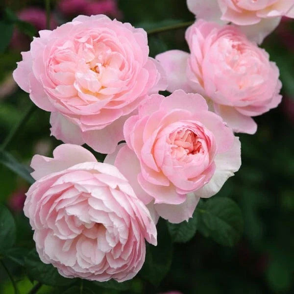 David Austin Rose Cuttings (3) - Retired Varieties for Gardening - Rosa 'David Austin' - Easy to Root, Fragrant Blooms