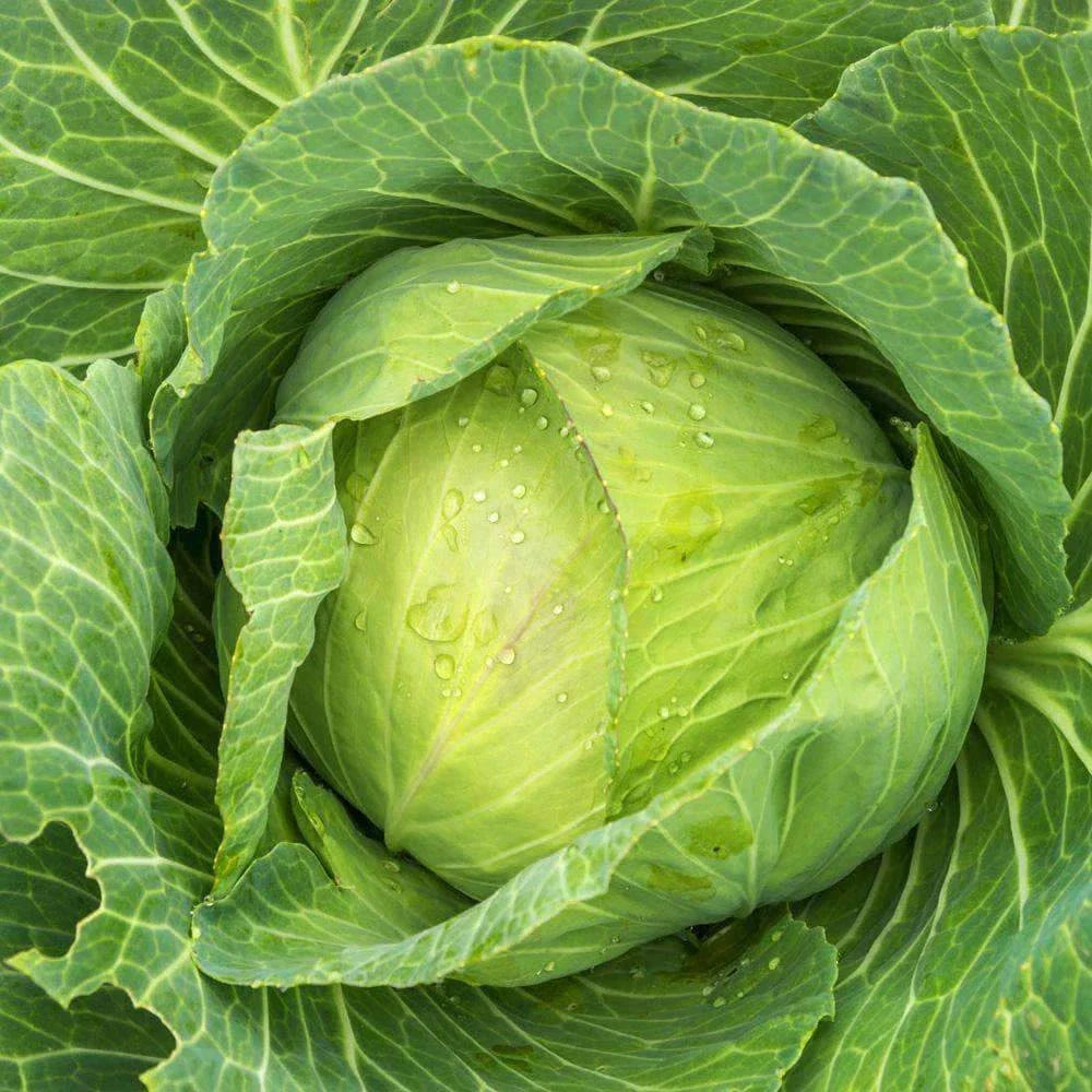 Golden Acre Cabbage Seeds 300+ Non-GMO Vegetable Seeds Brassica oleracea for Home Gardening and Vegetable Gardens